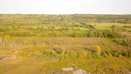 Autumn Forest