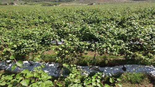 Kiwi Plantation