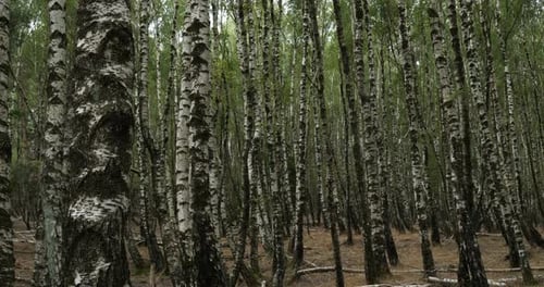 Birch forest near Le Plan de Monfort, the Cevennes National park, Lozere department, France