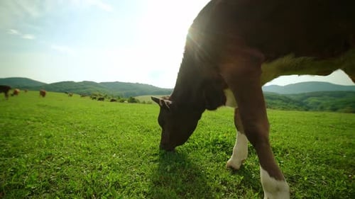 Closeup of a Dairy Cow Eating Grass in a Meadow in the Mountains