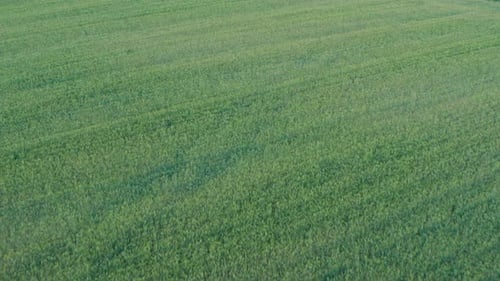 Green Wheat