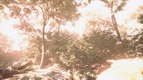 Forêt du soir avec lumière solaire et volume