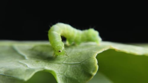 Grüne Raupe