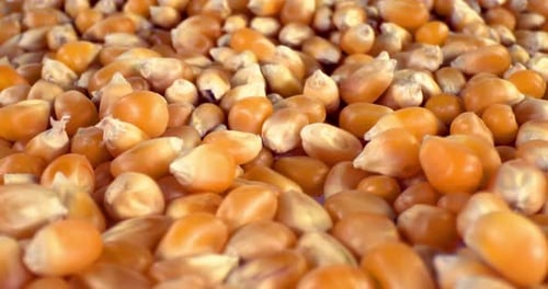 Dolly Shot Of Corn Grains