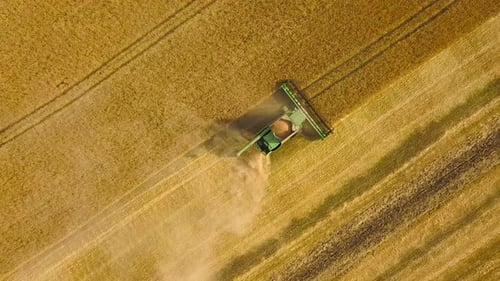 Top View Combine Harvester Gathers the Wheat at Sunset, Harvesting Grain Field, Crop Season