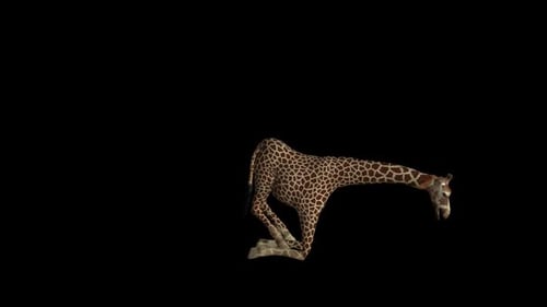 Giraffe Sit And Stand