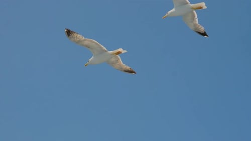 Wildvögel im Himmel. Fliegende Vögel. Möwen fliegen gegen blauen Himmel. Möwe schwebt im Himmel