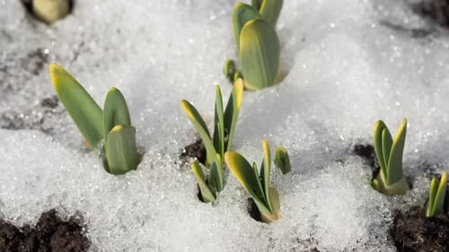 Plants Emerge as Snow Melts in Spring Time Lapse