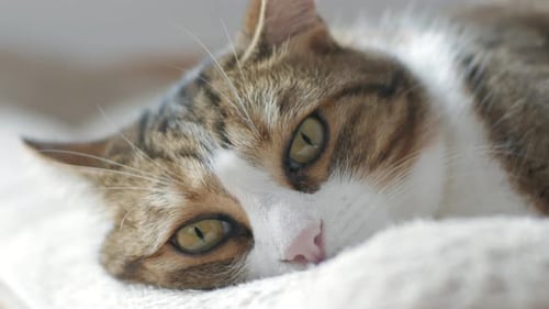 Close up Domestic cat big yellow eyes facing the camera on bed