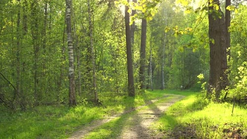 Wunderschöne grüne Wälder bei sonnigem Tag