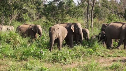 Elephants in Sri Lanka