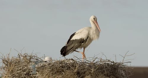 Stork Stands in Nest with its Young
