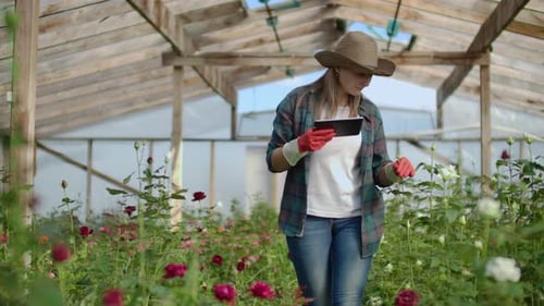 Woman with Tablet Inspecting Roses in Greenhouse