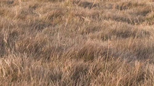 Dry Grass Moving in Wind