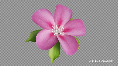 Time-lapse Pink Flower Blooming Animation