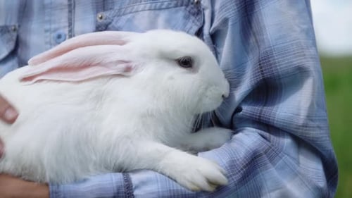 White Rabbit Being Held and Petted Outdoors