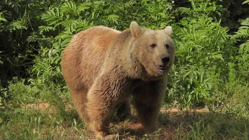 Real Wild Kodiak Bear In Natural Habitat Among The Trees In The Forest
