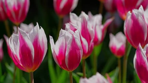 Blooming Tulips in Flower Garden
