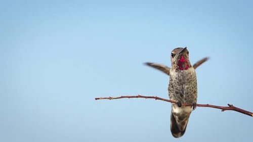 Colibrí a cámara lenta