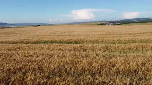 Aerial View on Ripe Wheat Field in Countryside