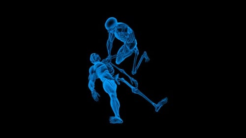 Human Skeleton and Muscle System 3D Medical Animation