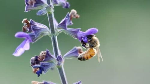 Bee Pollinating on Purple Flower in Macro Shot
