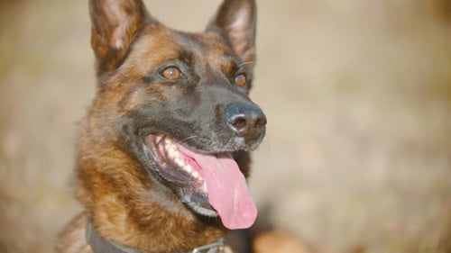 Dog with Tongue Hanging Out Looks Away