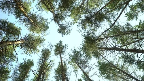 Plan d'angle bas de la forêt de pins