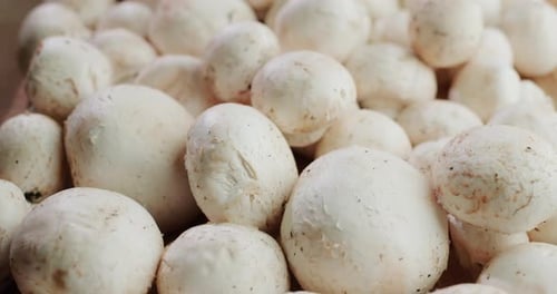 Cogumelos frescos, um produto popular e delicioso