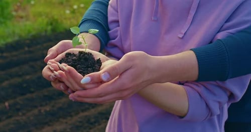 Saving Planet and Love Nature Green Sprout in Hands of Woman and Man Closeup View Prores