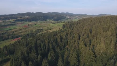 Pine Trees On A Mountain