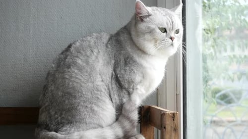 Süße Katze mit kurzen Haaren, die durch ein Fenster herausschaut