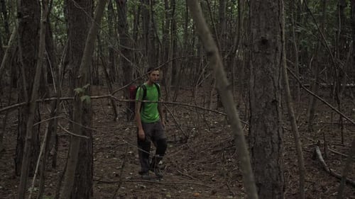 Male Traveler Hike with Backpack Trekking Pine Woodland Walk in Fog Discover Woods and Enjoys Nature