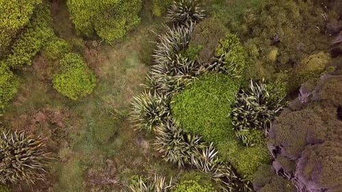 Volando sobre las hojas