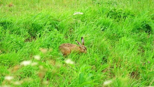 Hare in Green Grass