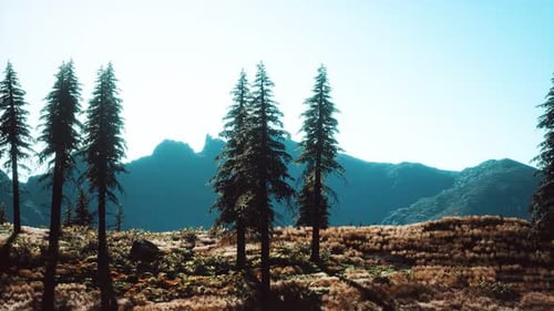 Trees on Meadow Between Hillsides with Conifer Forest