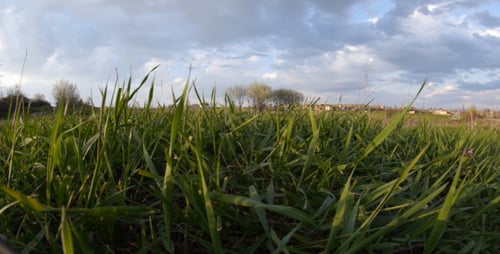 Green Grass Swaying Gently in a Rural Field