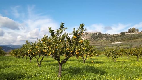 Picturesque Citrus Orchard on a Sunny Day