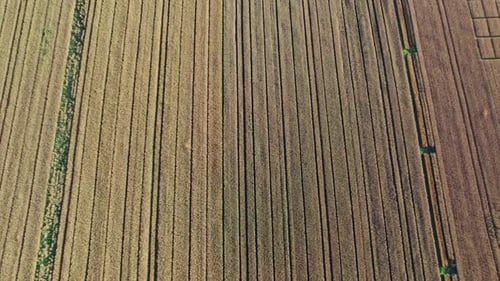 Drone Flying Over a Wheat Field