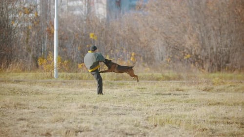 Malinois Dog Training with Protective Gear