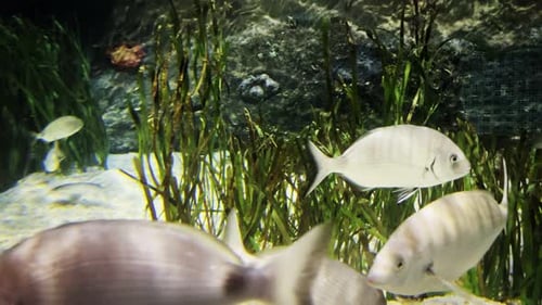 Tierfische In Reiner Unterwasserwelt 3