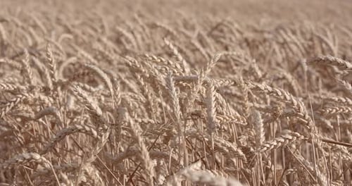 Field Of Yellow Ripe Ears Of Wheat