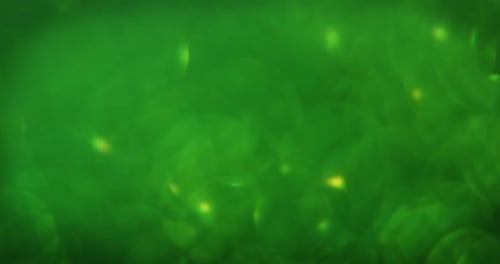 Close-up do 4k verde desfocado