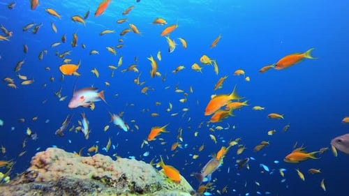 Colorful Fish Swimming Over a Thriving Coral Reef