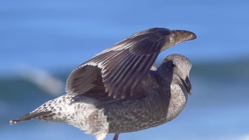 A gray seagull rests near the Pacific Ocean.