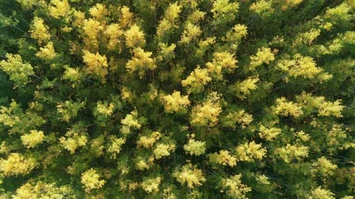 Natural environment - dense green forest of tall slender deciduous trees with yellow tops in autumn