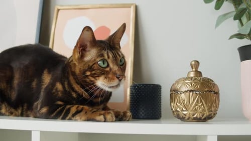Bengal Cat Lying Down on Shelf Indoors
