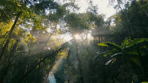 Lush Tropical Forest with Sunlit Waterfall