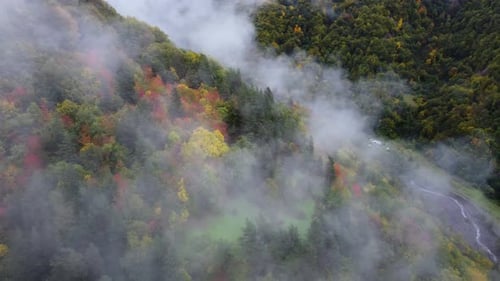 Autumn Colors On The Foggy Mountain Forest