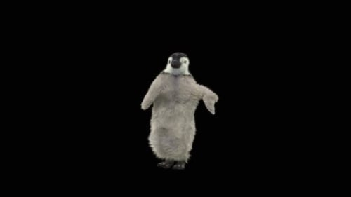 Cute Baby Penguin Chick Waddle Dance on Black Background